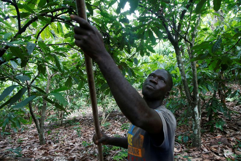 &copy; Reuters. FILE PHOTO: A farmer collects cocoa pods at a farm in Sinfra, Ivory Coast April 29, 2023. REUTERS/Luc Gnago/File Photo