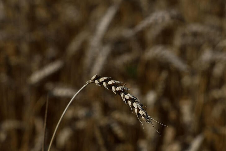 &copy; Reuters. Imagen de archivo de una espiga de trigo en un campo cercano a la localidad de Kyshchentsi, en la región de Cherkasy, Ucrania. 18 julio 2023. REUTERS/Valentyn Ogirenko