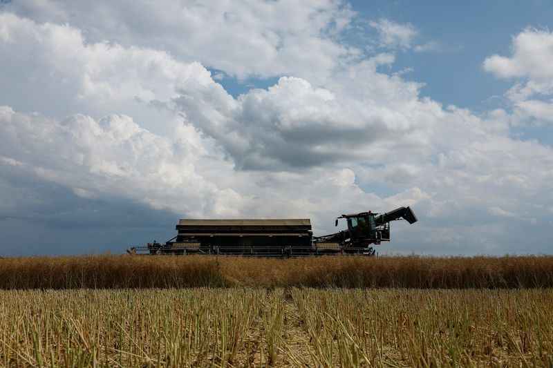 &copy; Reuters. Agricultural worker Artem Nechai operates a combine during a rapeseed harvesting in a field near the village Kyshchentsi, amid Russia's attack on Ukraine, in Cherkasy region, Ukraine July 18, 2023.  REUTERS/Valentyn Ogirenko/File Photo