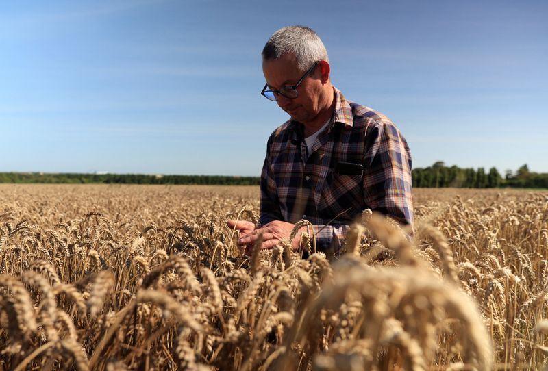 &copy; Reuters. FOTO DE ARCHIVO: Bertrand Baey, un agricultor francés comprueba las espigas de trigo, ya que las cosechas se han retrasado por la tormenta "Patricia" seguida de vientos racheados de verano y fuertes lluvias, en Sangatte, Francia. 9 de agosto, 2023. REUTE