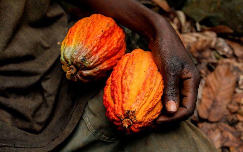 &copy; Reuters. Produtor de cacau segura vagens de cacau em sua fazenda perto da vila de Kusa, na região Ashanti de Gana
27/08/2022
REUTERS/Francis Kokoroko