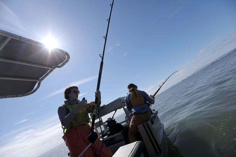 &copy; Reuters. FILE PHOTO-Researchers cast lines to catch broadnose sevengill sharks from their vessel in the San Francisco Bay, California, U.S., June 15, 2023. REUTERS/Nathan Frandino/File Photo