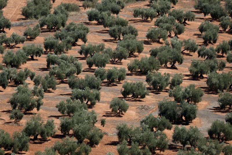&copy; Reuters. Olivos en Chiclana de Segura, cerca de Jaén, España 8 de septiembre 2023. REUTERS/Jon Nazca