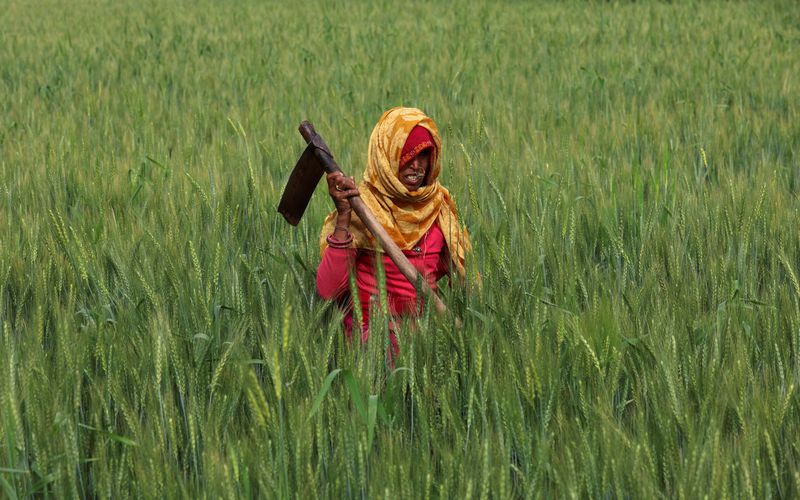 © Reuters. Laali, agricultor de 40 años, trabaja en un campo de trigo cerca de Jaipur, India, 24 de febrero de 2023. REUTERS/Anushree Fadnavis/Foto de archivo 