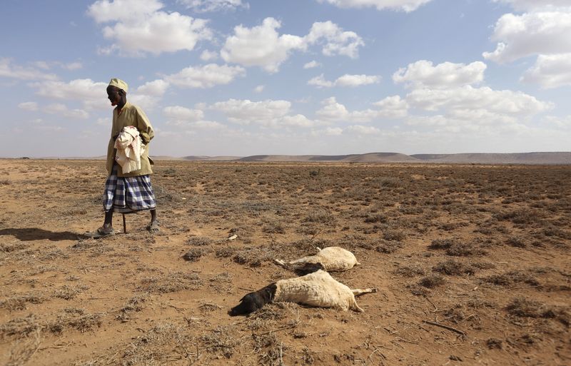 &copy; Reuters. Homem passa ao lado de carcaça de animal que morreu em seca provocada pelo El Niño na Somália