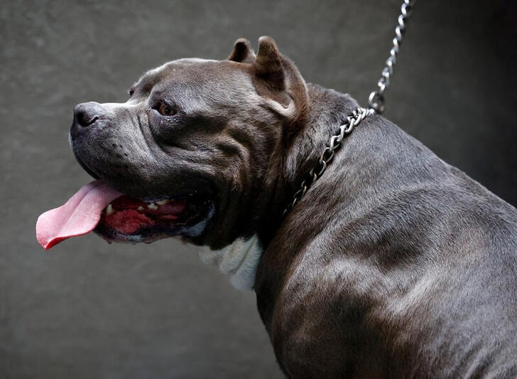 Reino Unido prohibirá a fines de año los perros American XL bully