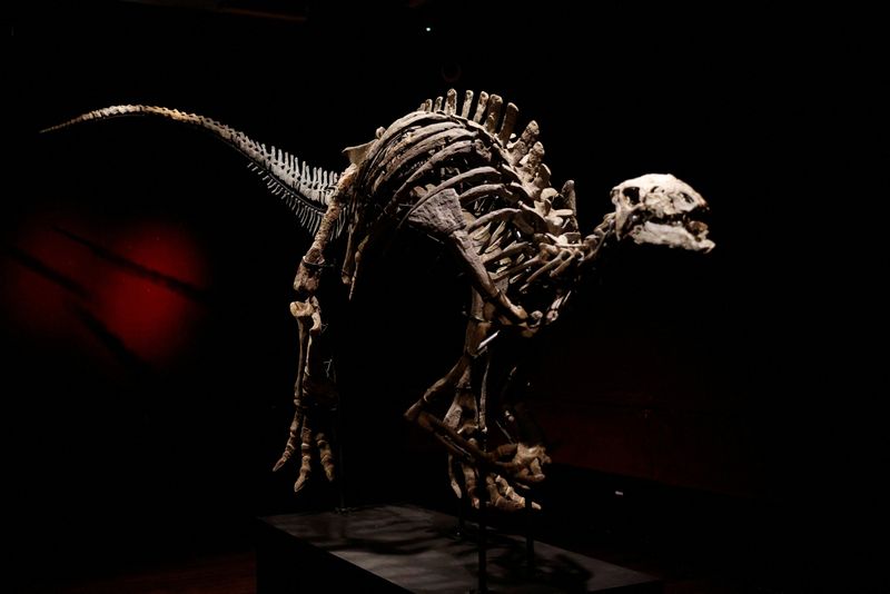 &copy; Reuters. FOTO ARCHIVO: El esqueleto de un dinosaurio adulto llamado Barry, un gran espécimen de Camptosaurus del final del período Jurásico, hace aproximadamente 150 millones de años, con una notable conservación y uno de los cráneos más completos jamás do