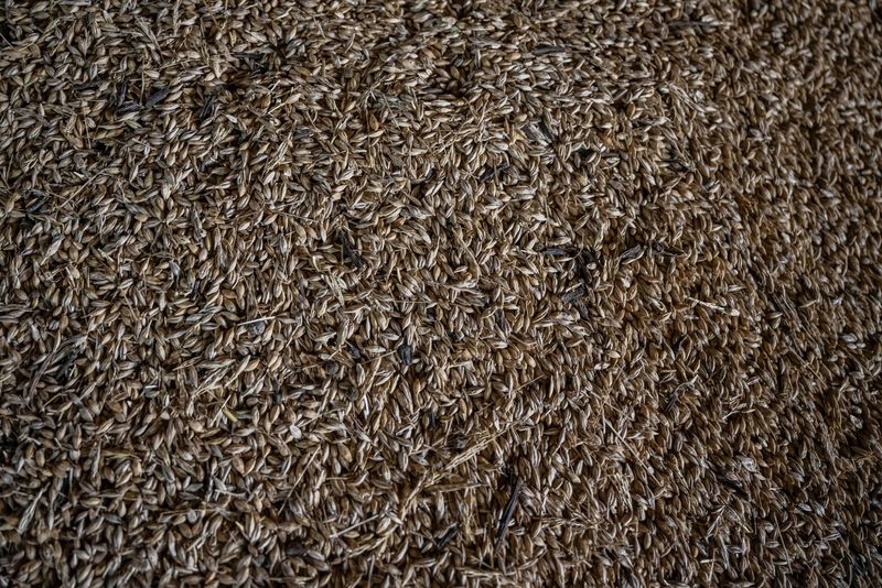 &copy; Reuters. FILE PHOTO: Wheat grains are seen inside a storage of a farm that was damaged last year by Russian military strike, amid Russia's attack on Ukraine, near a frontline in the village of Velykomykhailivka in Dnipropetrovsk region, Ukraine August 15, 2023. RE
