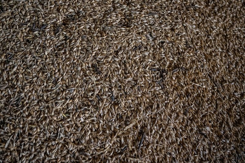 La prohibición del grano ucraniano por algunos países de la UE parece ilegal -ministro español