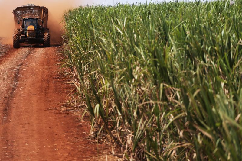 &copy; Reuters. Plantação de cana em Ribeirão Preto
