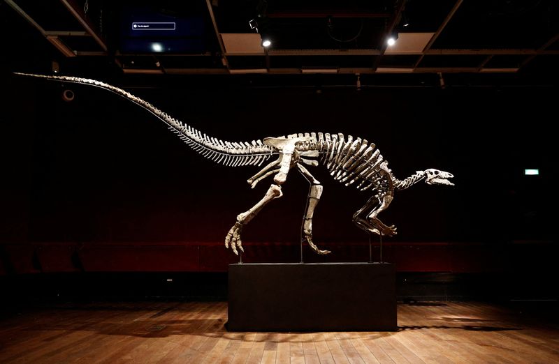 &copy; Reuters. FILE PHOTO-The skeleton of an adult dinosaur named Barry, a large specimen of Camptosaurus from the end of the Jurassic period, roughly 150 million years ago, with remarkable preservation and one of the most complete skulls ever documented for the specie,