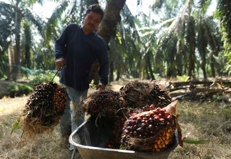 © Reuters. Trabalhador carrega cachos de frutas frescas de dendezeiro plantação de Kuala Selangor, Malásia
26/04/2022
REUTERS/Hasnoor Hussain