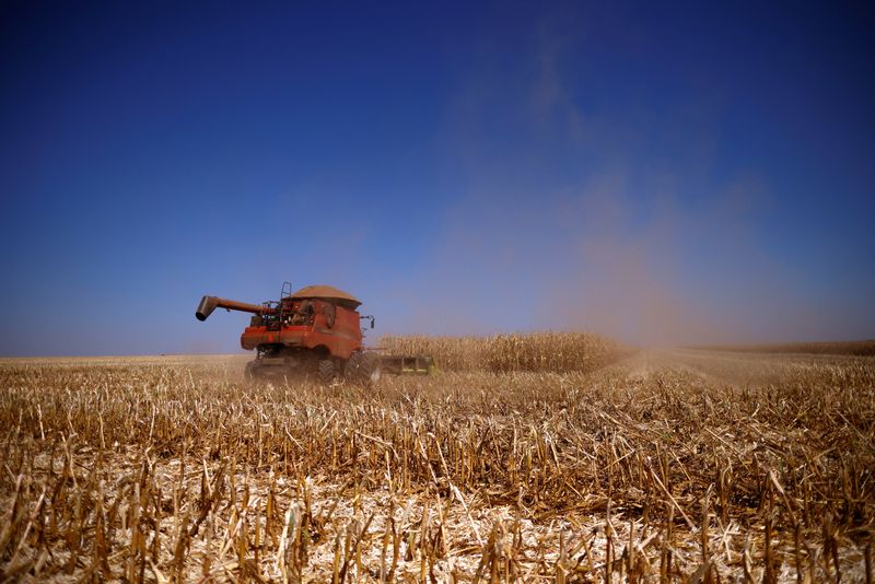 &copy; Reuters. Colheita de milho em fazenda perto de Brasília
22/08/2023
REUTERS/Adriano Machado