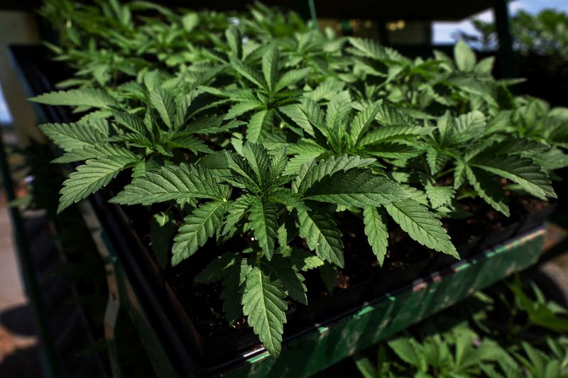 &copy; Reuters. FILE PHOTO: Marijuana plants for the adult recreational market sit on the back of a tractor for planting at Hepworth Farms in Milton, New York, U.S., July 15, 2022. REUTERS/Shannon Stapleton/File Photo
