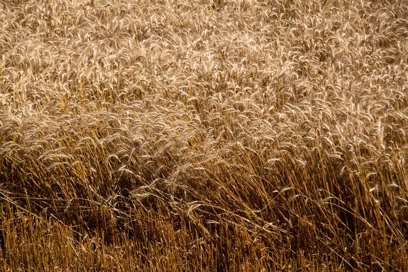 &copy; Reuters. FOTO DE ARCHIVO: Trigo listo para ser recolectado durante la cosecha de trigo se ve en Langley Farms, en Shelbyville, Kentucky, Estados Unidos. 29 de junio, 2021. REUTERS/Amira Karaoud