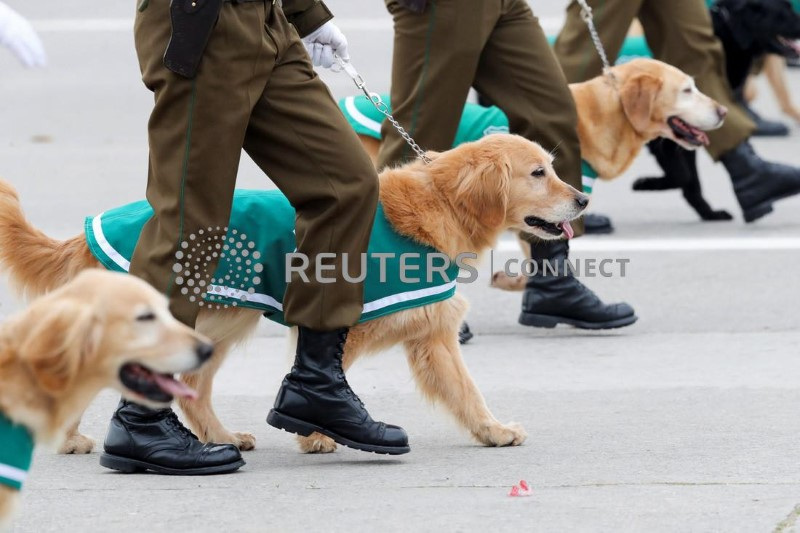 &copy; Reuters. Miembros de las fuerzas del orden chilenas marchan con perros durante el desfile militar anual en el parque Bernardo O'Higgins, en Santiago de Chile, 19 de septiembre de 2023. REUTERS/Sofia Yanjari