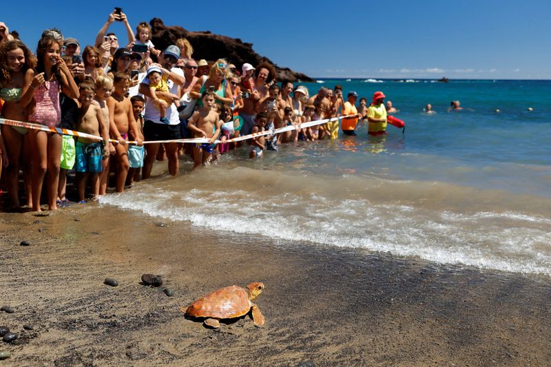 © Reuters. A Caretta Caretta sea turtle is released on El Burrero Beach after recovering from its injuries at the Taliarte Wildlife Recovery Center, on the island of Gran Canaria, Spain, September 16, 2023. REUTERS/Borja Suarez