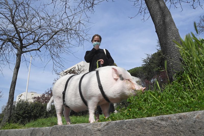 &copy; Reuters. خنزير برفقة امرأة ترتدي قناعا في روما بإيطاليا. صورة من أرشيف رويترز.