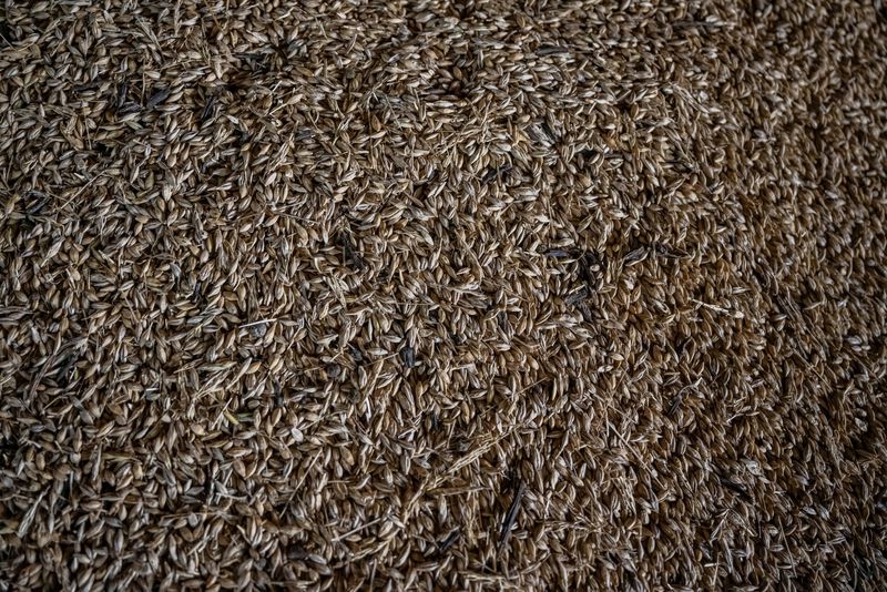 &copy; Reuters. Grãos de trigo em depósito danificado na região de Dnipropetrovsk, Ucrânia
 15/8/2023    REUTERS/Viacheslav Ratynskyi