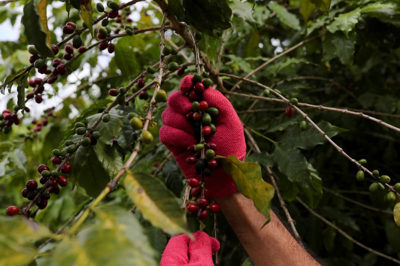 &copy; Reuters. FOTO DE ARCHIVO: Un hombre cosecha bayas de café en la plantación del Instituto Biológico en Sao Paulo, Brasil. 8 de mayo de 2021. REUTERS/Amanda Perobelli/