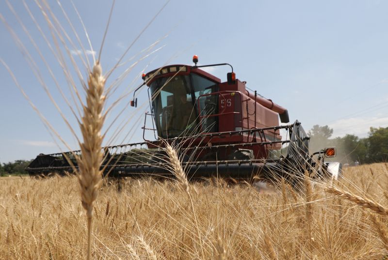 &copy; Reuters. ماكينة لحصد القمح تعمل في حقل بمنطقة ألماتي في قازاخستان في صورة من أرشيف رويترز.