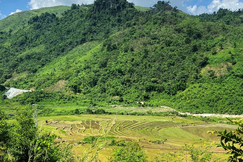 © Reuters. An undated photo shows rice paddies where rare earth processing factory is planned near Nam Xe mine in Lai Chau province in Vietnam. REUTERS