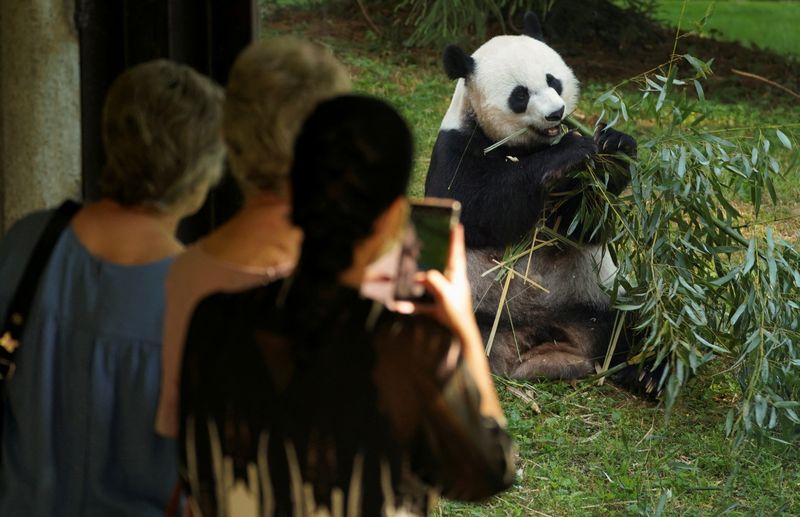 &copy; Reuters. FILE PHOTO: Visitors take photos of giant panda Mei Xiang eating bamboo during the reopening morning of Smithsonian's National Zoo in Washington, U.S., May 21, 2021. REUTERS/Kevin Lamarque/File Photo