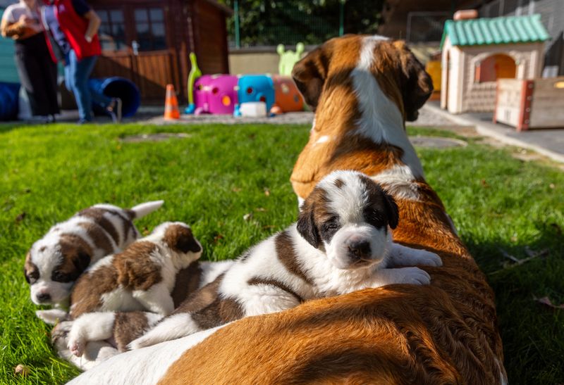 © Reuters. One of  the St. Bernard puppies of Roxy van de Burggravehoeve rests over its mother at the nursery of the Barry foundation, following their birth on August 28 in Martigny, Switzerland, September 25, 2023.  REUTERS/Denis Balibouse