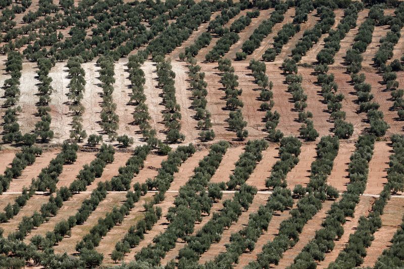 &copy; Reuters. FILE PHOTO: Olive groves are seen in Chiclana de Segura, near Jaen, Spain September 8, 2023. REUTERS/Jon Nazca/File Photo