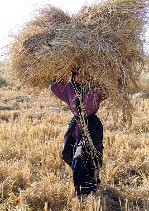 &copy; Reuters. فتاة عراقية تحمل أرز العنبر لمعالجته خلال موسم الحصاد غرب محافظة الديوانية جنوب العراق في صورة من أرشيف رويترز