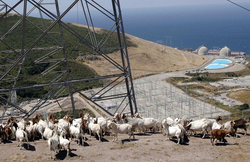 &copy; Reuters. FILE PHOTO: A flock of goats gather under a set of power lines above Diablo Canyon nuclear power plant at Avila Beach, California.  A flock of goats gather under a set of power lines above Diablo Canyon nuclear power plant at Avila Beach, California June 