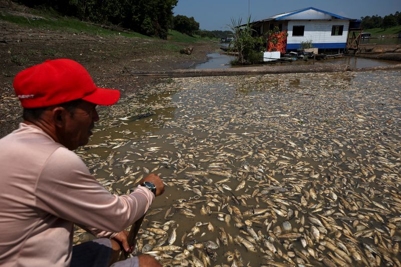 &copy; Reuters. Peixes mortos no lago Piranha, afetado pela seca do rio Solimões, em Manacapuru
27/09/2023
REUTERS/Bruno Kelly