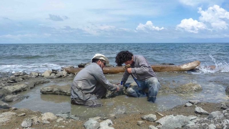 &copy; Reuters. باحثان ينقبان عن بقايا حفرية سلحفاة بحرية عمرها 6 ملايين عام بالقرب من لا بينا على طول الساحل الكاريبي لبنما في صورة التقطت عام 2015 وحصلت عليه