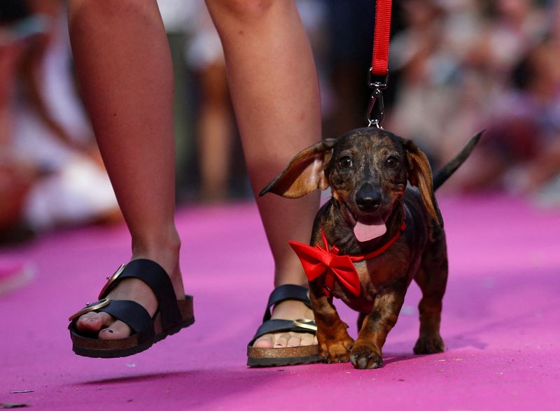 &copy; Reuters. FOTO DE ARCHIVO: Un participante y su mascota compiten en el desfile "Plumas y Patas" como parte de las celebraciones del Orgullo 2022, para protestar contra la crueldad hacia los animales en Madrid, España. 3 de julio de 2022. REUTERS/Isabel Infantes