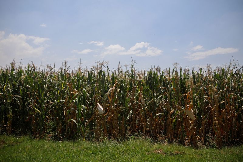 &copy; Reuters. FILE PHOTO: Corn plants are pictured at Chapingo Autonomous University, in Texcoco, Mexico September 20, 2023. REUTERS/Raquel Cunha/File Photo