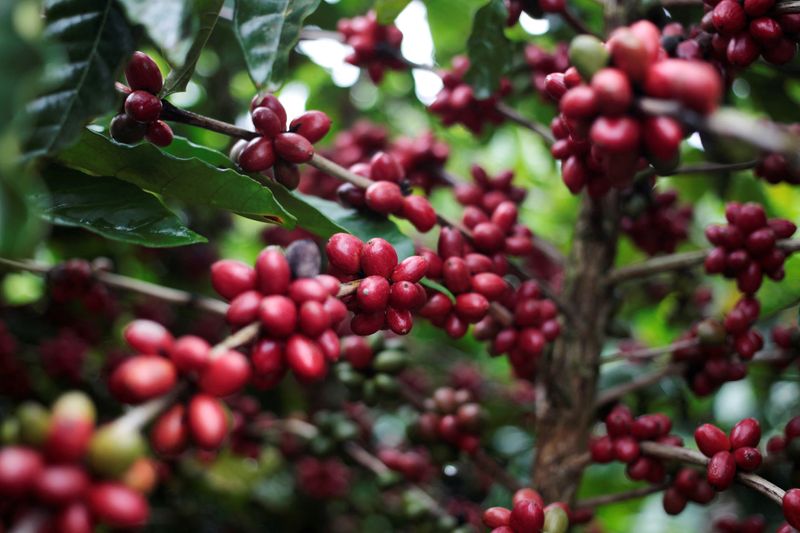 &copy; Reuters. Grãos de café robusta
29/12/2017
REUTERS/Oswaldo Rivas