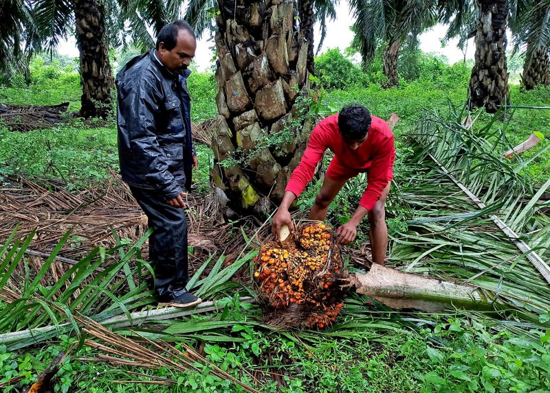 &copy; Reuters. Plantação de fruto da palma na Índia. REUTERS/Rajendra Jadhav/File Photo