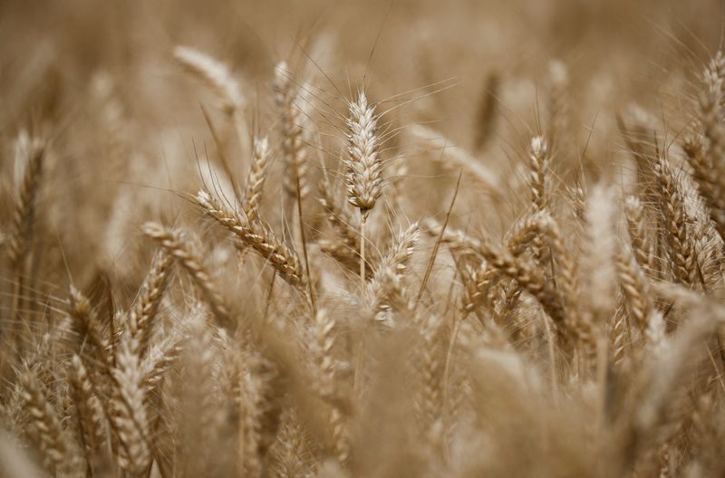 &copy; Reuters. FOTO DE ARCHIVO: Una vista muestra espigas de trigo en un campo en Montbert, cerca de Nantes, Francia, 15 de junio de 2023. REUTERS/Stephane Mahe/Foto de archivo 
