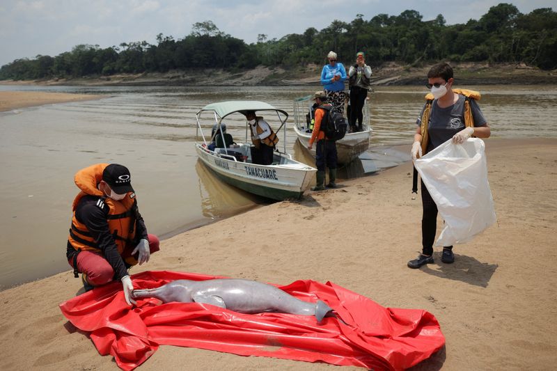 &copy; Reuters. Pesquisadores do Instituto de Desenvolvimento Sustentável Mamirauá retiram boto morto do Lago Tefé, no Amazonas
03/10/2023
REUTERS/Bruno Kelly