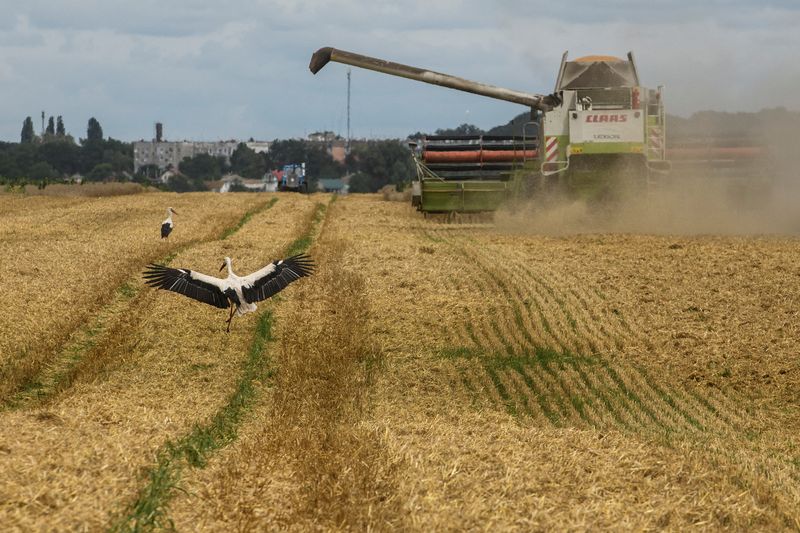 &copy; Reuters. 　１０月３日、ウクライナの農業業界団体ＵＣＡＢは、９月の農産物輸出が前月比１０％減の２１０万トンだったと発表した。写真はウクライナのキーウ地方で昨年８月撮影（２０２３年　