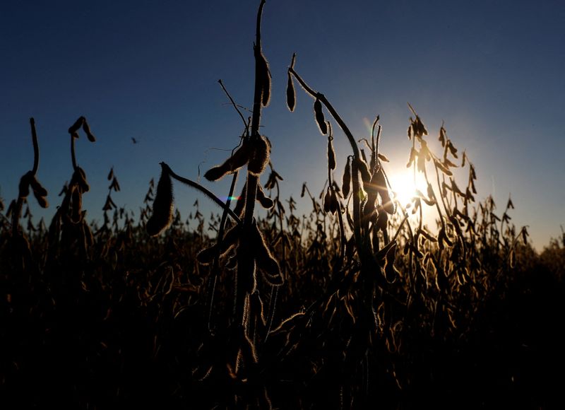 &copy; Reuters. FILE PHOTO: Soy plants are seen in a farm near Pergamino, on the outskirts of Buenos Aires in Argentina April 27, 2021. REUTERS/Agustin Marcarian/File Photo