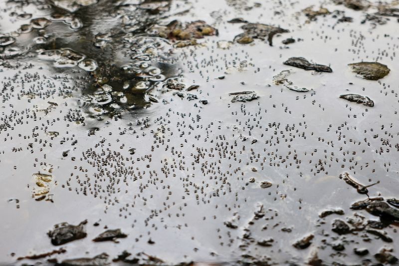 &copy; Reuters. FILE PHOTO: Mosquitoes are seen on stagnant water on the roadside during countrywide dengue infection, in Dhaka, Bangladesh, August 24, 2023. REUTERS/Mohammad Ponir Hossain/File Photo