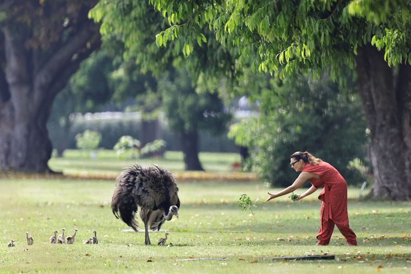 &copy; Reuters. Primeira-dama Janja alimenta emas com couve picada, no Palácio do Alvorada, em Brasília
06/10/2023
REUTERS/Ueslei Marcelino