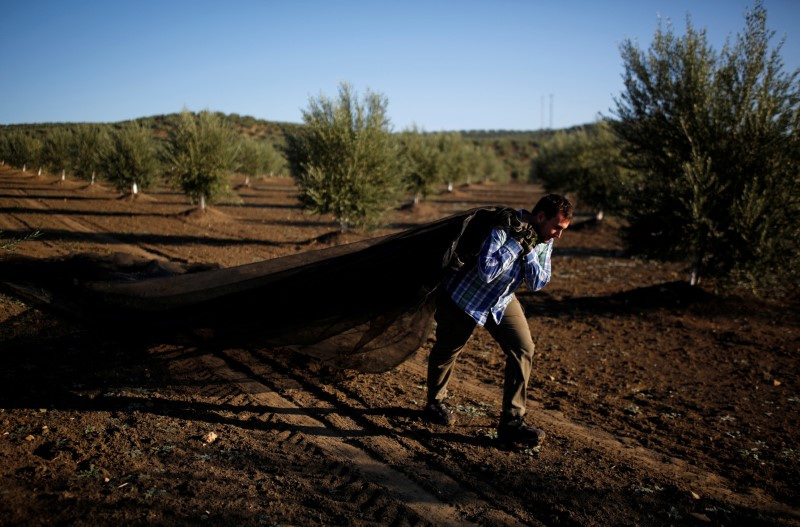 &copy; Reuters. FOTO DE ARCHIVO. Un trabajador cosecha aceitunas en un olivar en Porcuna, al sur de España. 15 de octubre de 2019. REUTERS/Marcelo del Pozo
