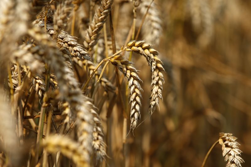 © Reuters. Imagen de archivo de un campo de trigo sin cosechar en Beaucamps-le-Vieux, en el norte de Francia. 31 de julio, 2014. REUTERS/Benoit Tessier/Archivo
