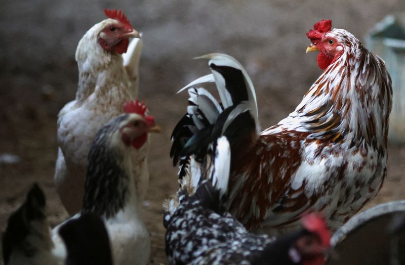 &copy; Reuters. Galinheiro em fazenda de criação de aves privada no Rio de Janeiro. REUTERS/Ricardo Moraes