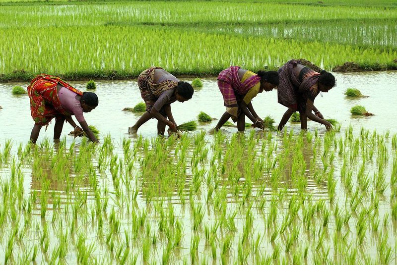 &copy; Reuters. Mulheres indianas colhem arroz em Midnapur
280;07/2003
REUTERS/Jayanta Shaw