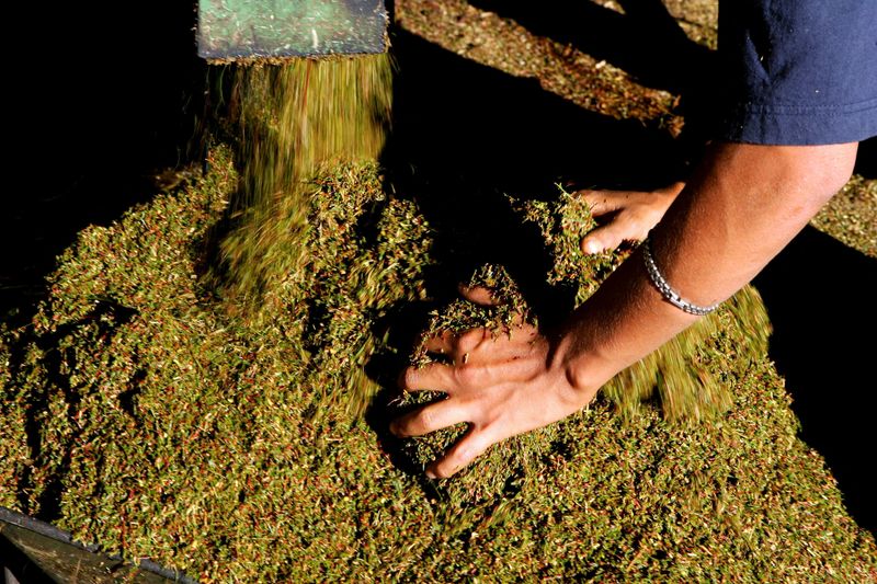 &copy; Reuters. FILE PHOTO: A farmworker mixes piles of raw Rooibos tea as it emerges from a thresher at a processing plant in the remote mountains of the Cedarberg region, about 300km (186 miles) north of [Cape Town], March 30, 2006./File Photo