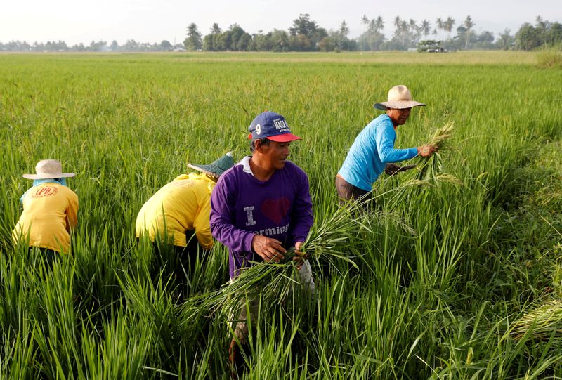 &copy; Reuters. FILE PHOTO: Farmers remove weeds growing alongside with ride stalks at a ricefield in Naujan, Oriental Mindoro in Philippines, August 27, 2018. Picture taken August 27, 2018. REUTERS/Erik De Castro/File Photo