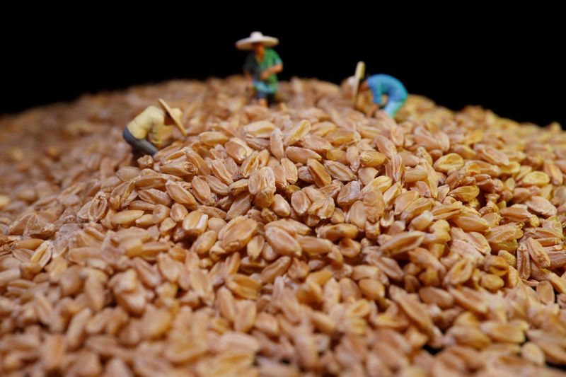 &copy; Reuters. Granos de trigo se muestran con miniaturas de agricultores en esta foto ilustrativa tomada el 20 de junio de 2023.. REUTERS/Florence Lo/Illustration/Archivo